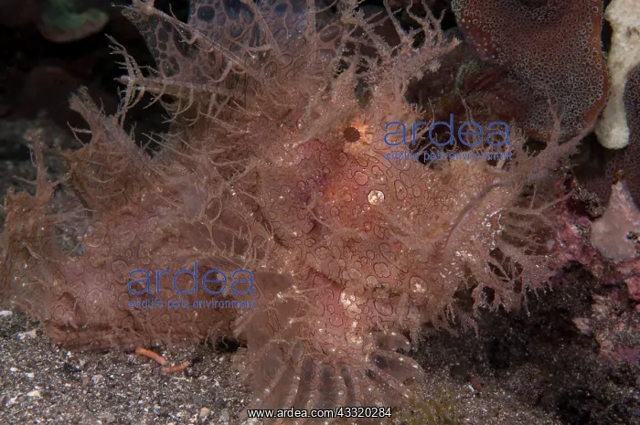 : 80182188 Lacey Scorpionfish The Brewery dive site : 80182188 Lacey Scorpionfish The Brewery dive site