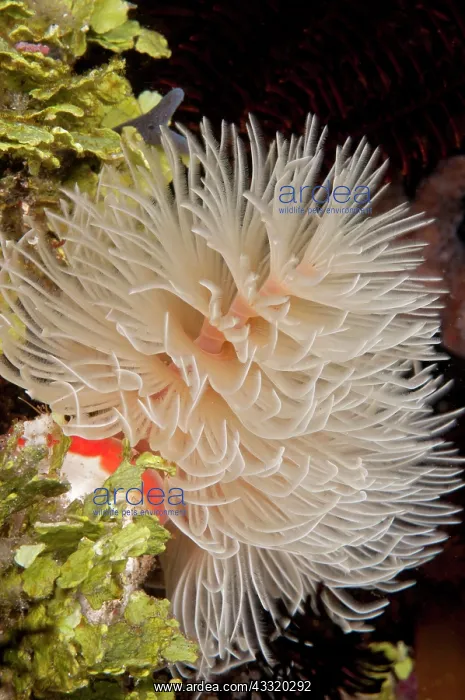  : 80182190 Christmas Tree Worm - feeding with feathery