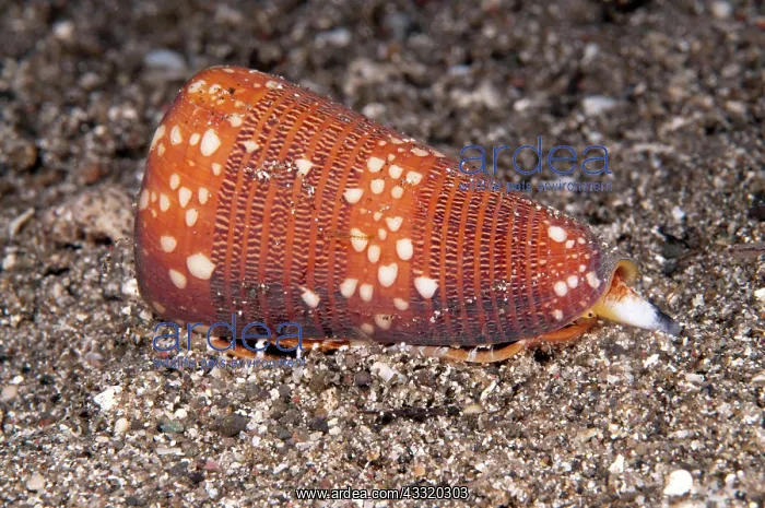 : 80182193 Cone Shell - on sand on night dive The : 80182193 Cone Shell - on sand on night dive The