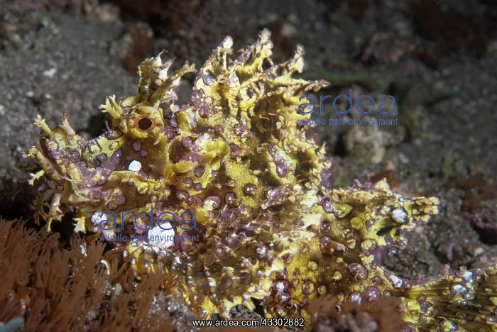 : 80182195 Weedy Scorpionfish - on black sand night : 80182195 Weedy Scorpionfish - on black sand night