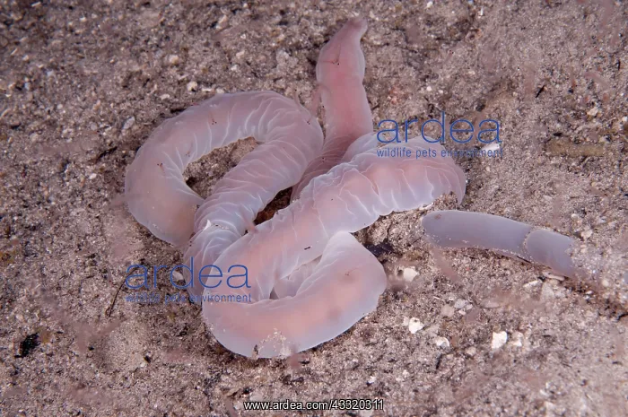 : 80182196 Ribbon Worm - on sand during night dive : 80182196 Ribbon Worm - on sand during night dive
