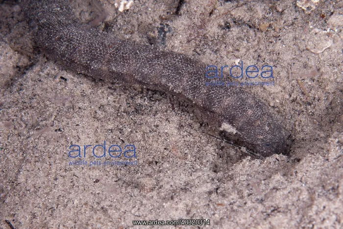 : 80182197 Beaked Sea Snake - on sand during night : 80182197 Beaked Sea Snake - on sand during night