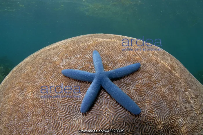 : 80182202 Starfish - on Brain Coral (Platygyra lamellina) : 80182202 Starfish - on Brain Coral (Platygyra lamellina)