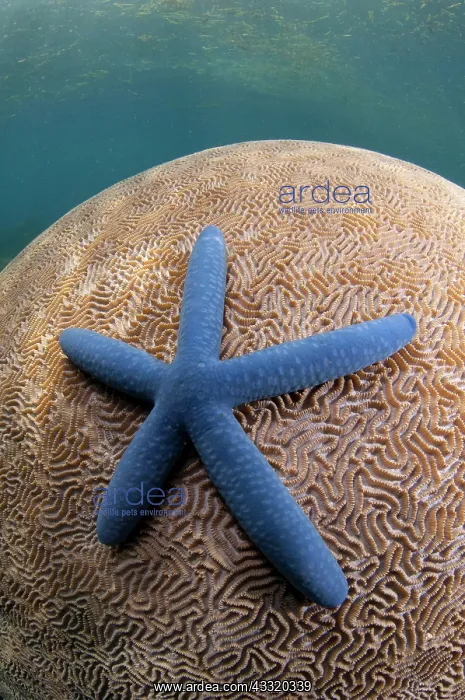  : 80182203 Starfish - on Brain Coral (Platygyra lamellina)