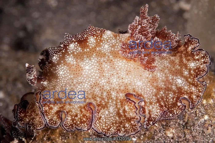 : 80182209 Bohol Discodoris Nudibranch - night dive : 80182209 Bohol Discodoris Nudibranch - night dive