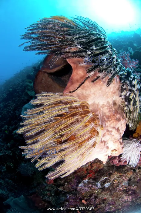  : 80182213 Barrel Sponge - with crinoids with sun