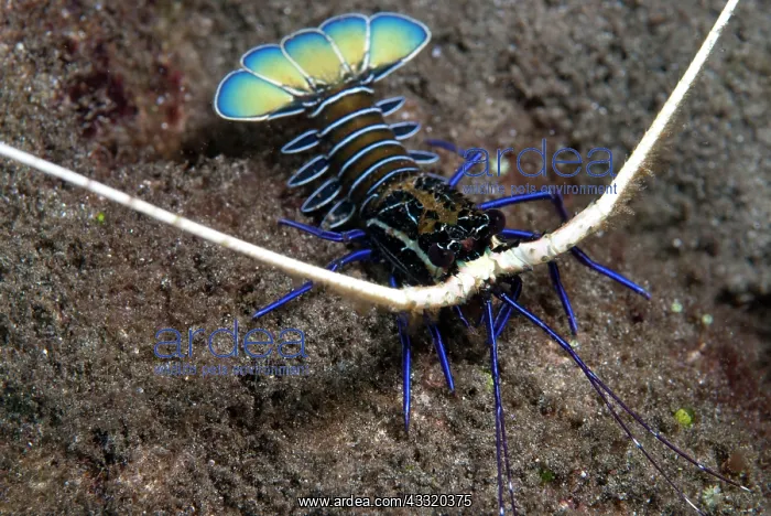 : 80182215 Painted Spiny Lobster - Juvenile on black : 80182215 Painted Spiny Lobster - Juvenile on black