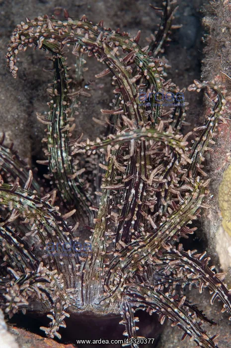  : 80182216 Nocturnal Sand Anemone - on night dive