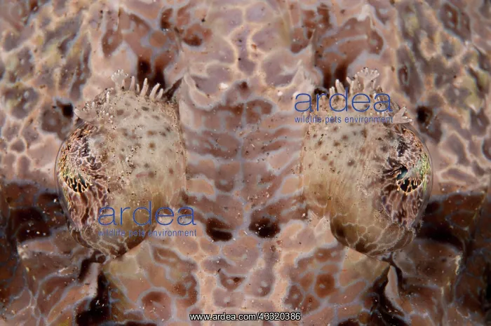 : 80182218 Crocodile Flathead - eyes on night dive : 80182218 Crocodile Flathead - eyes on night dive
