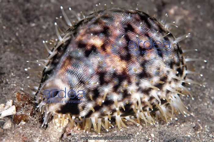 : 80182219 Tiger Cowrie - on black sand on night dive : 80182219 Tiger Cowrie - on black sand on night dive