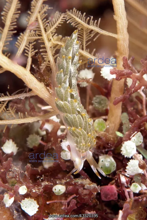 : 80182220 Trinchesia Nudibranch - on Hydroid on night : 80182220 Trinchesia Nudibranch - on Hydroid on night