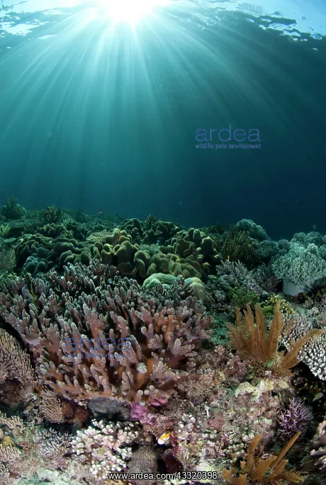 : 80182221 Sun rays - over Coral Mutiny Point dive : 80182221 Sun rays - over Coral Mutiny Point dive