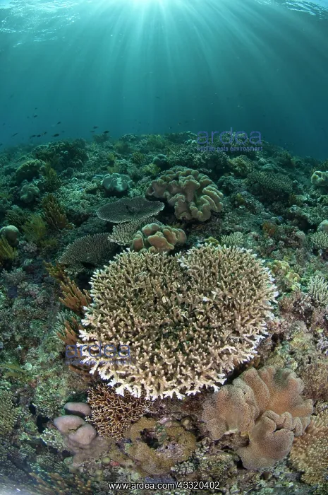 : 80182222 Sun rays - over Coral Mutiny Point dive : 80182222 Sun rays - over Coral Mutiny Point dive