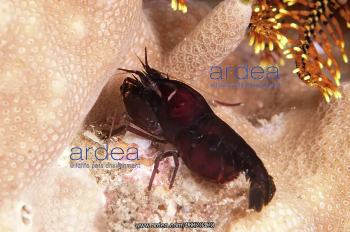 : 80182225 Deman's Snapping Shrimp - on night dive : 80182225 Deman's Snapping Shrimp - on night dive
