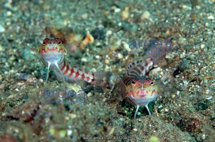 : 80182226 Red-spotted Sandperch Blue Water Muck dive : 80182226 Red-spotted Sandperch Blue Water Muck dive