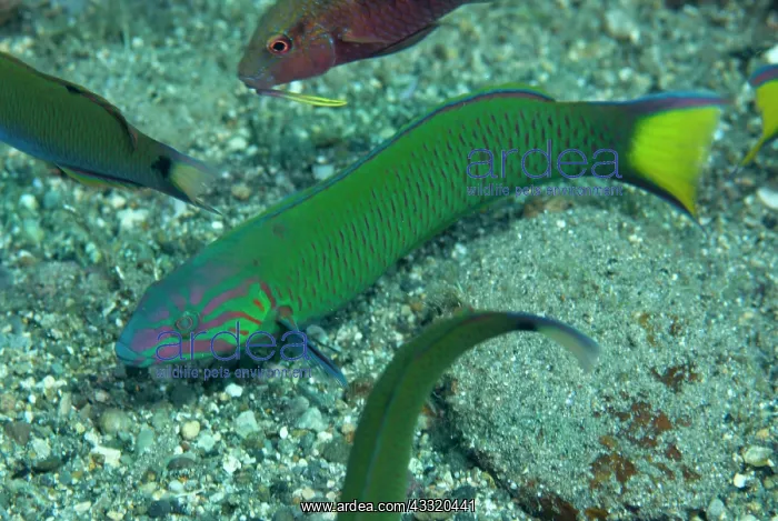 : 80182228 Moon Wrasse Blue Water Muck dive site : 80182228 Moon Wrasse Blue Water Muck dive site