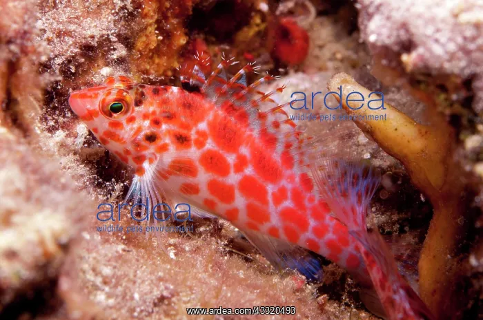  : 80182236 Pixy Hawkfish - on night dive Cuts & Grottos