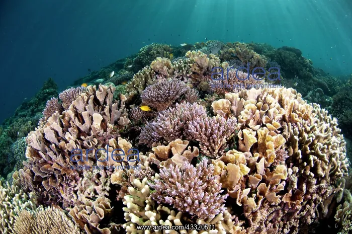 : 80182239 Reef scene - Fish over a variety of Corals : 80182239 Reef scene - Fish over a variety of Corals