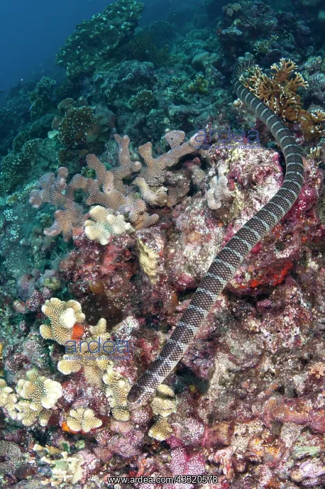 : 80182249 Banded Sea Snake - swimming along reef : 80182249 Banded Sea Snake - swimming along reef