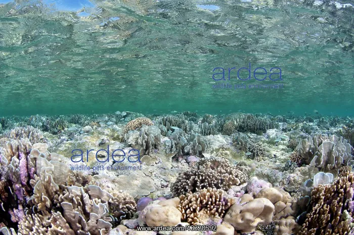  : 80182251 Coral - in shallows The Slot dive site