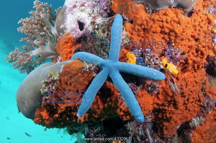 : 80182254 Blue Starfish - on bommie with orange sponge : 80182254 Blue Starfish - on bommie with orange sponge