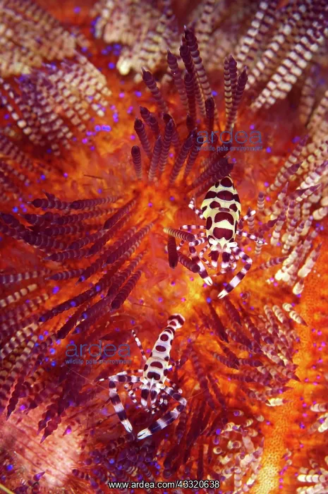 : 80182258 Coleman's Shrimps - Pair - on Fire Urchin : 80182258 Coleman's Shrimps - Pair - on Fire Urchin