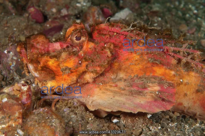 : 80182264 Spiny Devilfish - with spines on sand - : 80182264 Spiny Devilfish - with spines on sand -