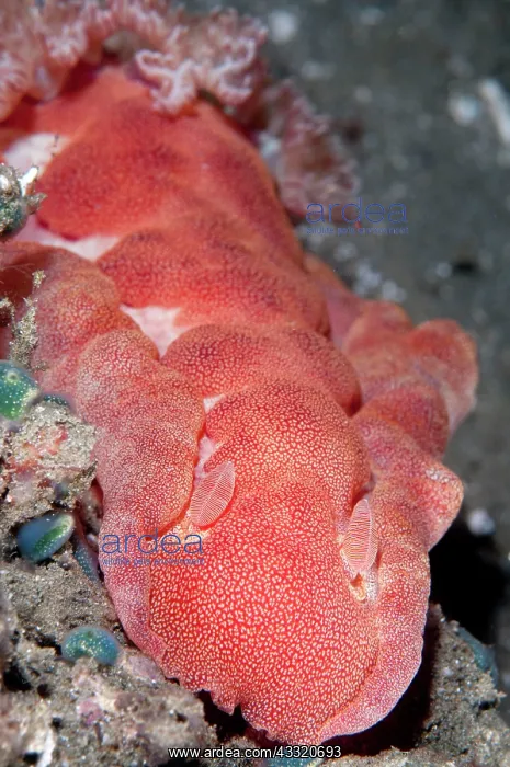 : 80182267 Spanish Dancer - on black sand during night : 80182267 Spanish Dancer - on black sand during night