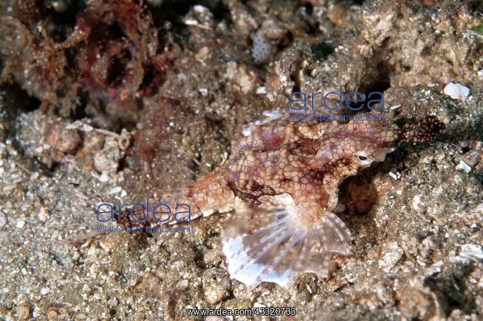 : 80182274 Pegasus Seamoth - on sand Rhino City dive : 80182274 Pegasus Seamoth - on sand Rhino City dive