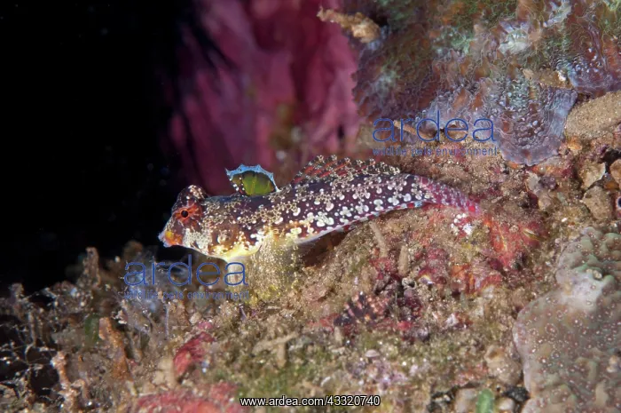 : 80182275 Moyer's Dragonet Rhino City dive site : 80182275 Moyer's Dragonet Rhino City dive site