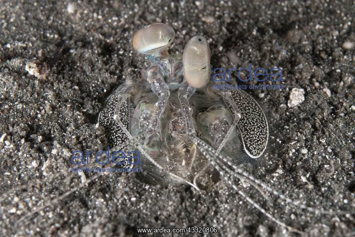 : 80182285 Spearing Mantis Shrimp - in hole Happy : 80182285 Spearing Mantis Shrimp - in hole Happy