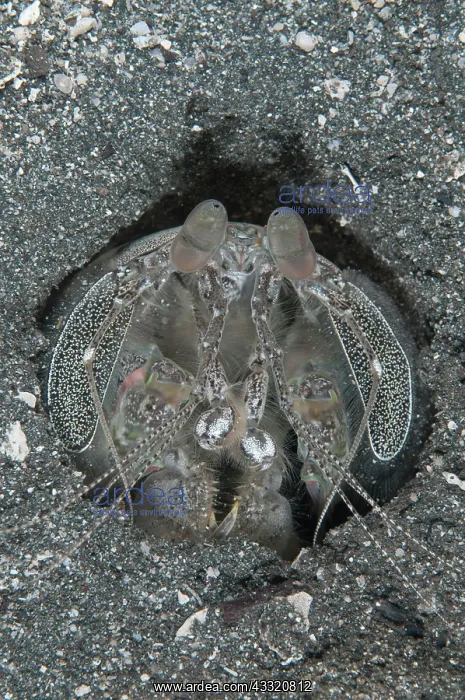 : 80182286 Spearing Mantis Shrimp - in hole Happy : 80182286 Spearing Mantis Shrimp - in hole Happy