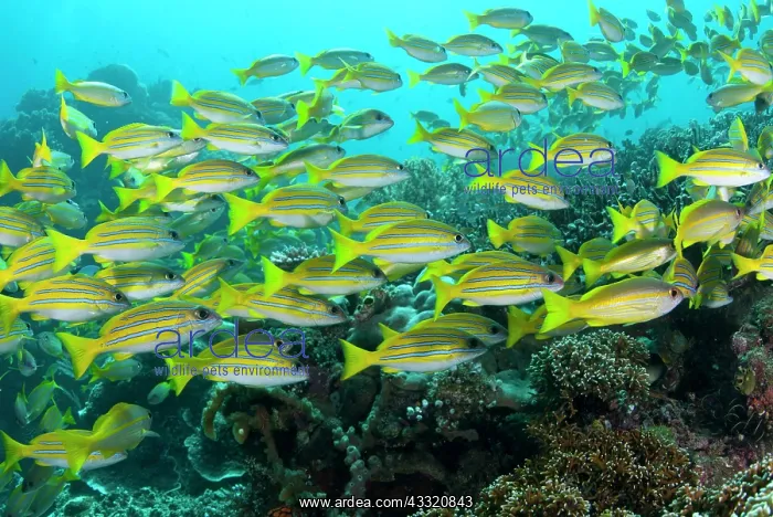  : 80182290 Bluestripe Snapper - school Mioskon dive
