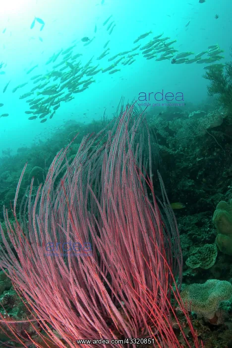 : 80182291 Red Whip Coral - with small fish and with : 80182291 Red Whip Coral - with small fish and with