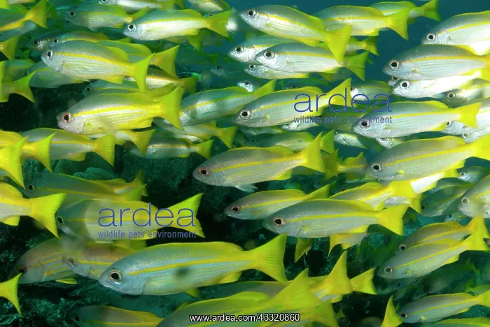 : 80182292 Bigeye Snapper - school Mioskon dive site : 80182292 Bigeye Snapper - school Mioskon dive site