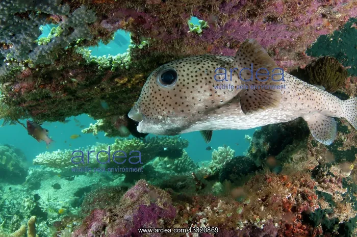  : 80182293 Star Puffer - under Table Coral ledge Mioskon