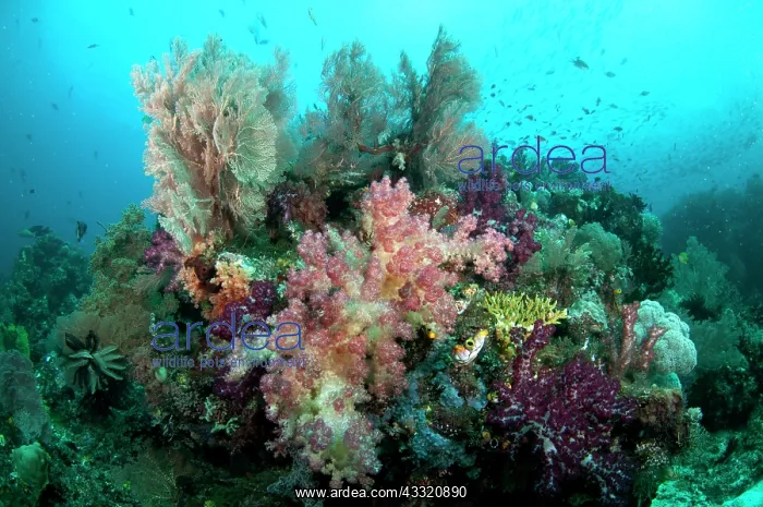 : 80182296 Reef scene - with soft coral and fish Sardine : 80182296 Reef scene - with soft coral and fish Sardine