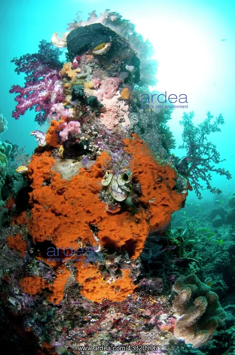 : 80182298 Reef Scene - soft corals and sun in background : 80182298 Reef Scene - soft corals and sun in background