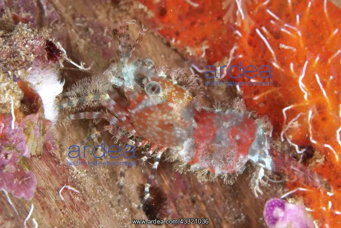 : 80182316 Saron Shrimp - during night dive Arborek : 80182316 Saron Shrimp - during night dive Arborek