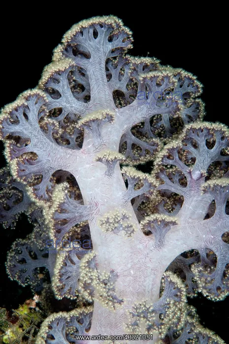 : 80182318 Umbellate Tree Coral Bird Wall dive site : 80182318 Umbellate Tree Coral Bird Wall dive site