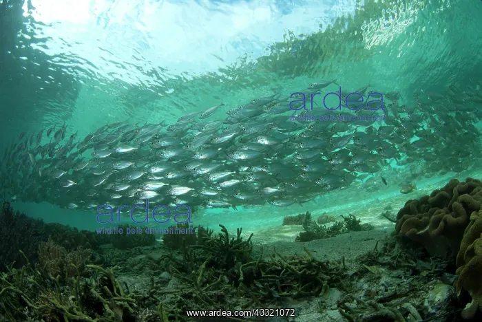 : 80182321 Yellowstripe Scad - school in shallow water : 80182321 Yellowstripe Scad - school in shallow water