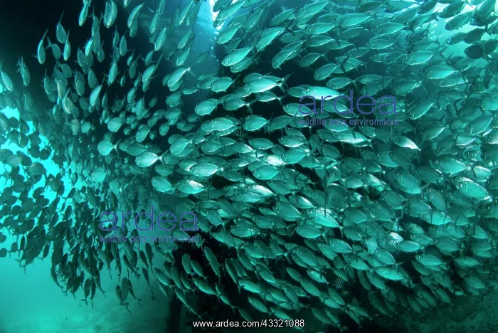 : 80182323 Yellowstripe Scad - school Cendana Pearl : 80182323 Yellowstripe Scad - school Cendana Pearl