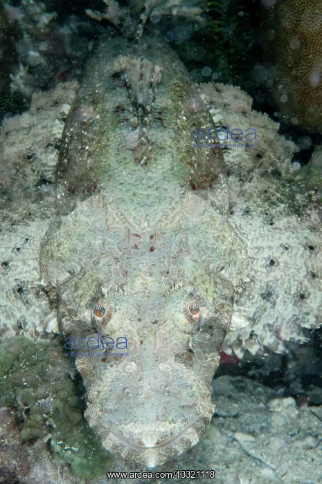 : 80182327 White Crocodile Flathead - during night : 80182327 White Crocodile Flathead - during night