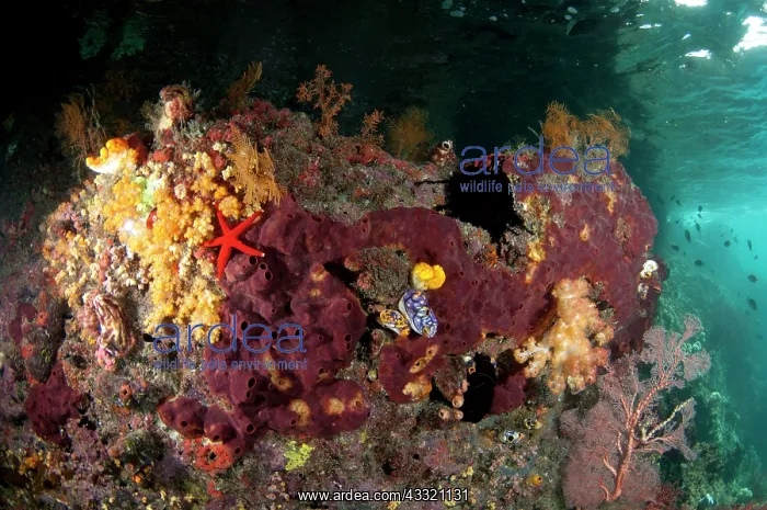 : 80182329 Reef scene - coral and Starfish in shallows : 80182329 Reef scene - coral and Starfish in shallows