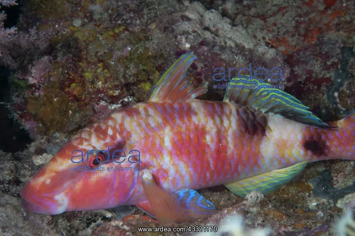 : 80182335 Manybar Goatfish - in night colors during : 80182335 Manybar Goatfish - in night colors during