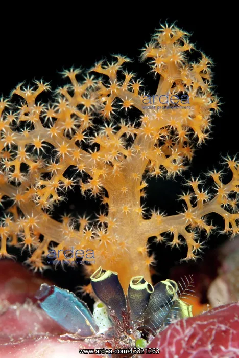 : 80182349 Sea Squirts - with orange coral Kalig dive : 80182349 Sea Squirts - with orange coral Kalig dive