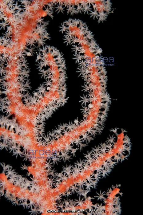 : 80182351 Coral - with white polyps Kalig dive site : 80182351 Coral - with white polyps Kalig dive site