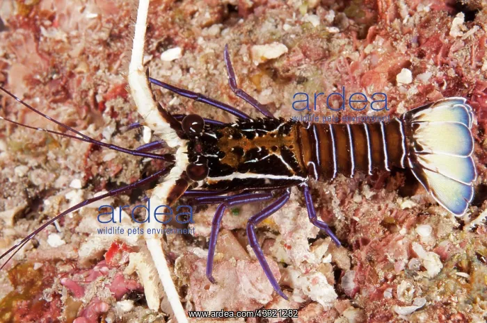 : 80182352 Painted Spiny Lobster - juvenile during : 80182352 Painted Spiny Lobster - juvenile during