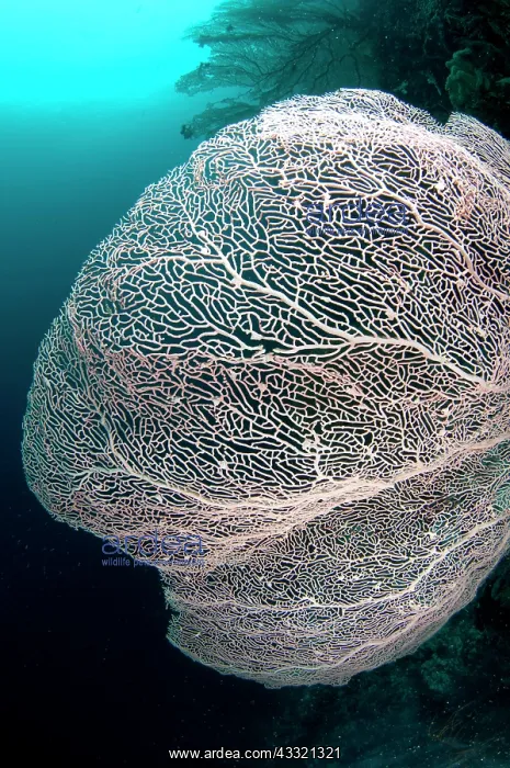 : 80182358 Gorgonian fan Gorgonian Passage dive site : 80182358 Gorgonian fan Gorgonian Passage dive site