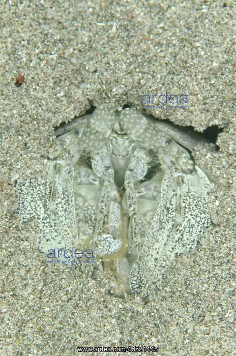 : 80182376 Spearing Mantis Shrimp - in hole in sand : 80182376 Spearing Mantis Shrimp - in hole in sand